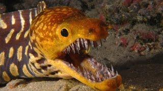 Top 10 Most Dangerous Sea Creatures